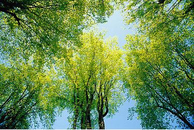 《巫师3》PS4与PS5次世代版画面对比 光追效果好